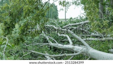 View of broken trees after a hurricane in the forest
