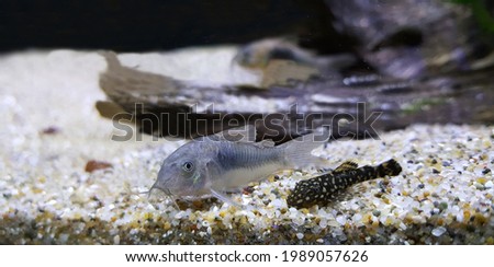 View of bronze corydoras (also known as a bronze cory or a green cory) and baby suckermouth catfish, Polka Dot Lyre Tail Pleco resting in aquarium tank. Tropical freshwater catfish, algea eater