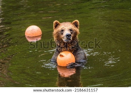 A view of a Brown bear looking towards the shore and holding a buoy on the outskirts of Sitka, Alaska in summertime