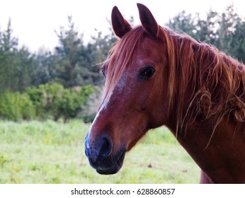 View of a brown horse in a green field
