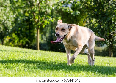 View of a brown Labrador dog walking on a green meadow
