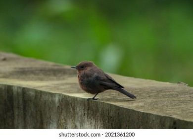 View Of Brown Rock Chat Bird