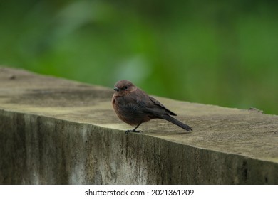 View Of Brown Rock Chat Bird