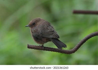 View Of Brown Rock Chat Bird