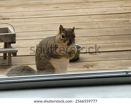 A view of a brown squirrel standing on a wooden floor at the glass door and looking inside the house