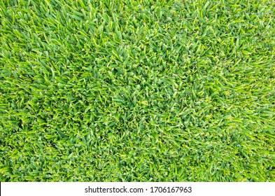 View Of Buffalo Grass/lawn From Above. Background Texture Of Freshly Cut And Healthy Grass.