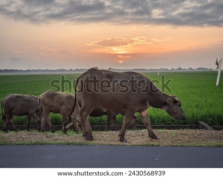 View of buffalos in the rice field area at sunrise,location in Sukoharjo,Central java,Indonesia.
