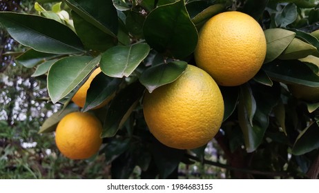 View Of Bunches Of Fresh Orange Hanging On Orange Tree In The Organic Community Garden. Also Known As The Citrus Sinensis, Includes The Commonly Cultivated Sweet Oranges, Blood Oranges  