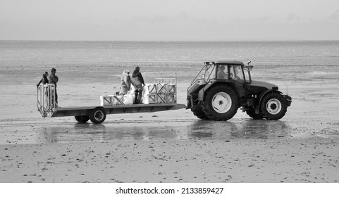A view of the busy beach and the oyster fishermen at Gouville-sur-Mer, Manche, Normandy, France, Europe on Wednesday, 20th, October, 2021