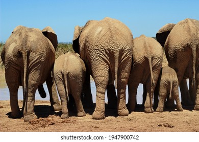 View of the butts of six elephants of different sizes at a watering hole. They press up against each other as they jostle for a place on the bank.