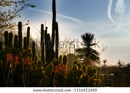 The view of cacti over looking mountain at sunset at the Desert Botanical Garden in Phoenix, Arizona.
