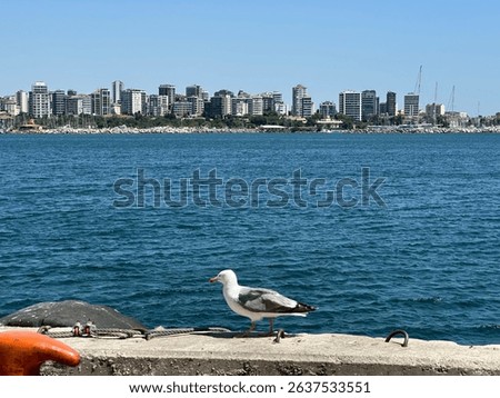 View of Bağdat caddesi from Moda pier behind the seagull in İstanbul 