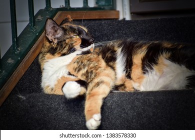 View Of Calico Cat Sleep Interrupted