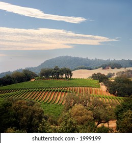 View at at California hills with rows of grapes