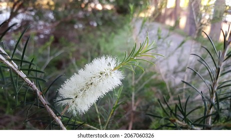 View Of Callistemon Salignus (White Bottlebrush), The Australia Native Plant. Also Known As Melaleuca Salicina Or Willow Bottlebrush Is A Upright Evergreen Shrub Or Small Tree, Narrowly-elliptic.