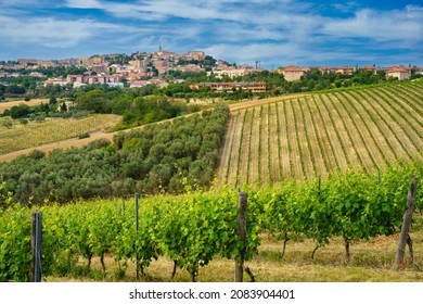 View of Camerano, Ancona province, Marche, Italy and vineyards at springtime