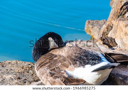 View of a Canadian goose resting by a pond in a park