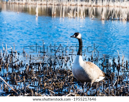 View of a Canadian goose standing near a pond