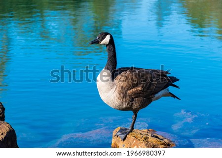 View of a Canadian goose standing on a stone in a pond