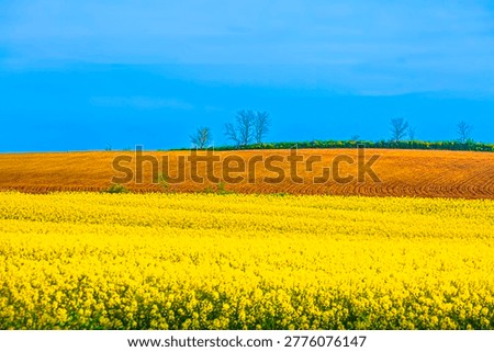 View of canola fields. Tekirdağ, Turkey.