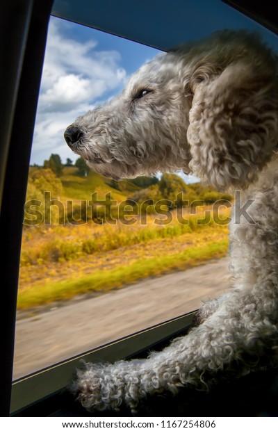 view\
from the car, adventures and travel with a dog. view reflection in\
the side mirror of the dog car and the world\
around
