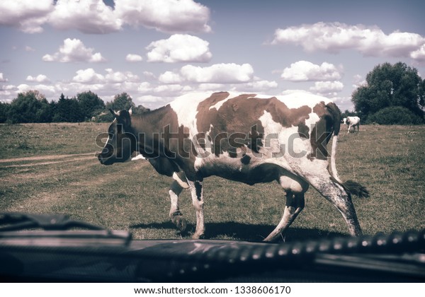 View from the car window on the road, where\
there is a cow in front of the\
car.