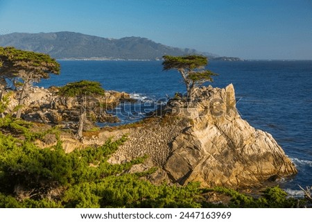 View of Carmel Bay and Lone Cypress at Pebble Beach, 17 Mile Drive, Peninsula, Monterey, California, United States of America, North America