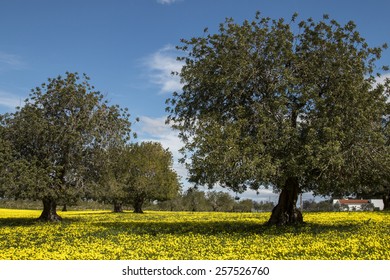 View of an carob tree orchard in a field of yellow flowers in the countryside of Portugal. - Shutterstock ID 257526760