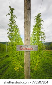 View To Cascade Hop Plants And Sign On Field Prepared For Harvesting.