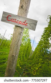 View To Cascade Hop Plants And Sign On Field Prepared For Harvesting.