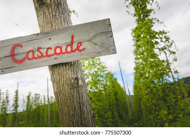 View To Cascade Hop Plants And Sign On Field Prepared For Harvesting.