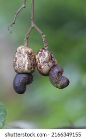 View Of Cashew Nut On The Plant