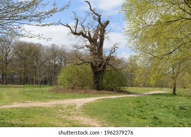 A View Of Cassiobury Park In Watford 