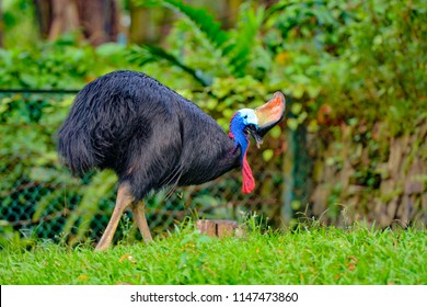 2,450 Papua New Guinea Bird Images, Stock Photos & Vectors | Shutterstock