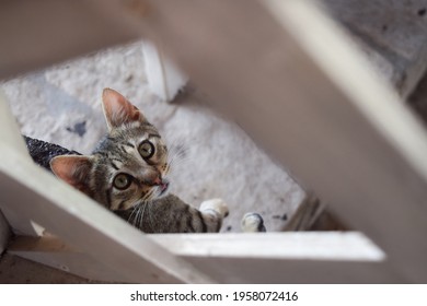 A View Of A Cat In Action From The Photographer's Perspective