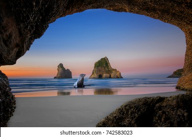 view from the cave of wharariki beach landmark of popular tourist place in south new zealand, tasman sea, nature clean keep always original with seal coming home to the cave