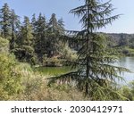 View of Cedar Trees and the Lake in Franklin Canyon Park above Beverly Hills, California