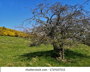 A View Of The Central Fife Landscape From The Slopes Of Hill Of Beath In Fife.