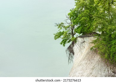 View of the chalk cliffs with green deciduous trees on the Baltic Sea in the Jasmund National Park, Rügen Island, Germany