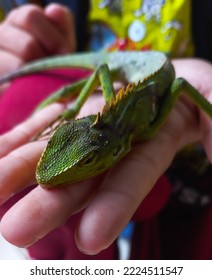 view of chameleon, Bronchocela jubata on child's hand. - Shutterstock ID 2224511547