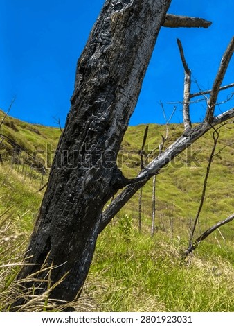 A view of charred tree remnants on a grassy hillside—dead trees left behind by a past forest fire. The blackened, burnt wood retains a charcoal-like texture, standing amidst the tall grass that has since grown up around them.
