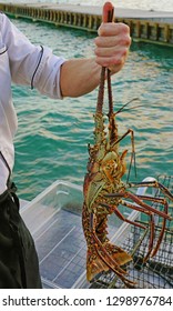 View of a chef holding a fresh live spiny lobster just picked from the Caribbean Sea in St Kitts