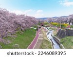 View of Cherry Blossom or Hitome Senbon Sakura festival at Shiroishi riverside and city, Funaoka Castle Ruin Park, Sendai, Miyagi, Japan