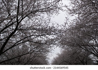 View Of Cherry Blossoms At Fairmount Park In Philadelphia, Pennsylvania