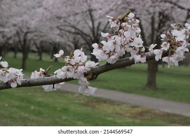 View Of Cherry Blossoms At Fairmount Park In Philadelphia, Pennsylvania