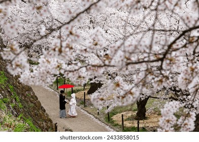 View of cherry blossoms (Sakura) with a blurred background of a newlywed couple standing under a red umbrella, (the bride dressed in Pure White Shiromuku) in Kaikoen Park in Komoro City, Nagano, Japan - Powered by Shutterstock