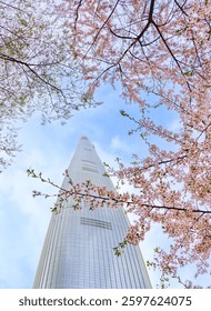View of the cherry blossoms with a skyscraper in the background at Songpa Naru Park in Seoul in spring.