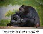 A view of the chimpanzees in the zoo enclosure