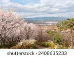 View of Chimsan park with cherry blossoms in Daegu, Korea