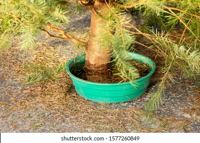 A view of a Christmas tree soaking its cut trunk in a bowl of water.